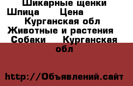 Шикарные щенки Шпица!!! › Цена ­ 25 000 - Курганская обл. Животные и растения » Собаки   . Курганская обл.